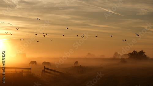 Horses in the mist and birds in the sky