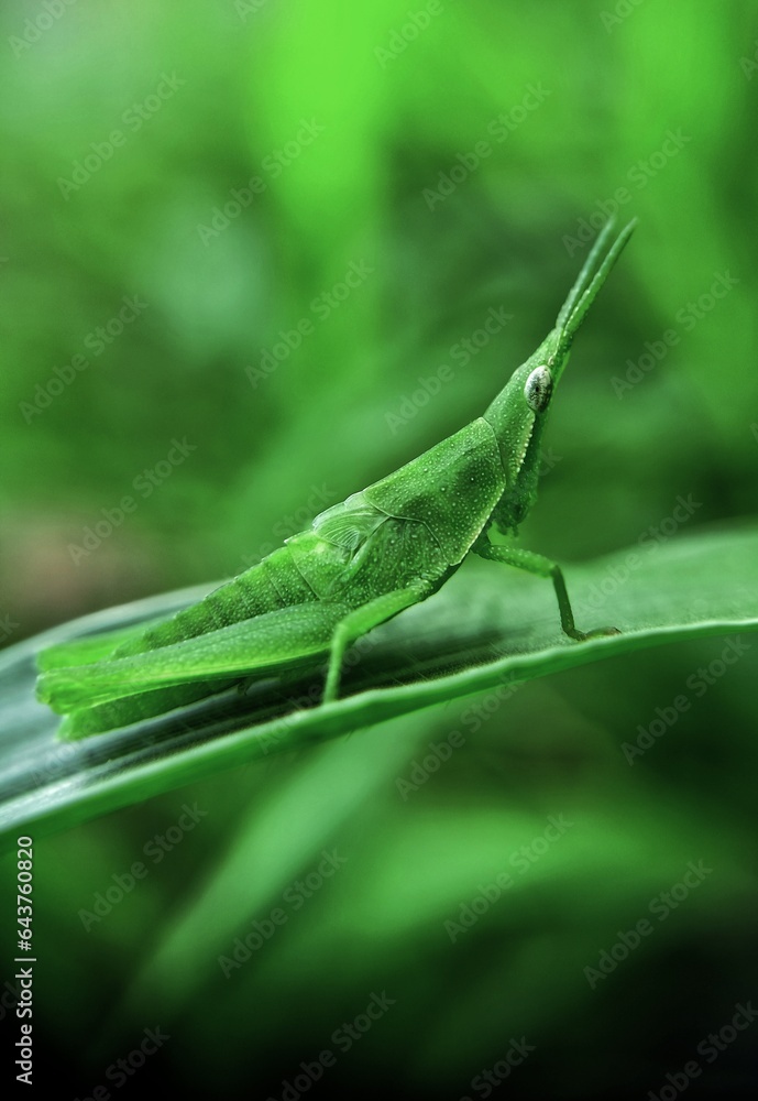 Fototapeta premium grasshopper on a leaf