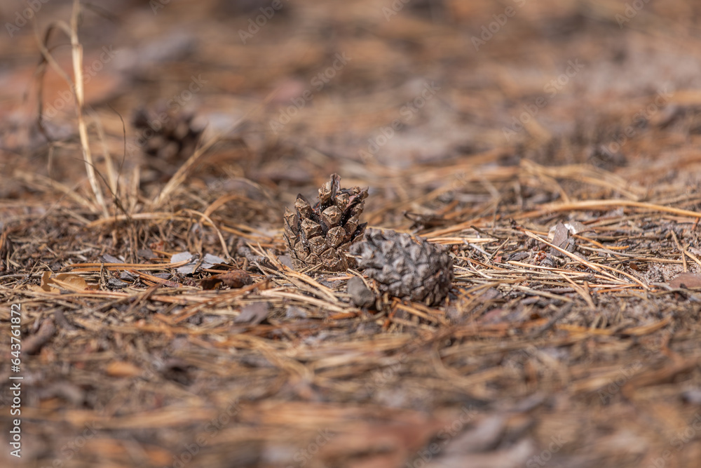 A pine cone on the ground with dry conifer branches. Pine forest. A fallen cone. Coniferous trees. Autumn landscape. Autumn leaves. A pine cone on the ground with dry conifer branches. Pine forest. A fallen cone. Coniferous trees. Autumn landscape. Autumn leaves.