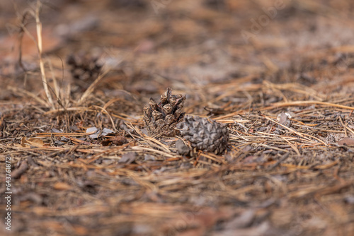 A pine cone on the ground with dry conifer branches. Pine forest. A fallen cone. Coniferous trees. Autumn landscape. Autumn leaves.