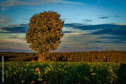 Tree alone in field with sunset near Ottenschlag town in Austria evening photo