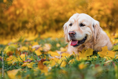Domestic, cute dog on a walk in the park