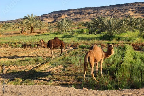 Camels eating herbs in a green farm in Baharyia Oasis in Egypt photo