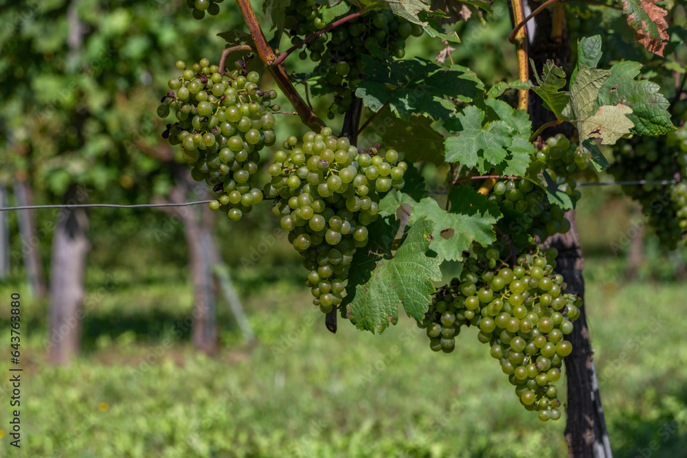 Green grapes ripen in Wachau valley near Durnstein town
