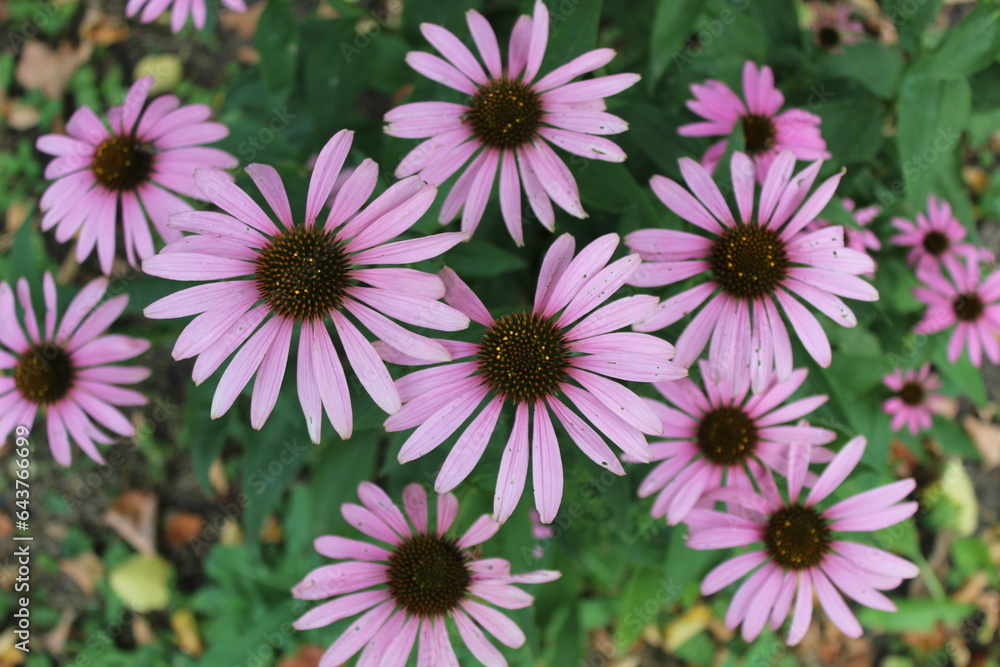 Echinacea purpurea Echinacea purpurea