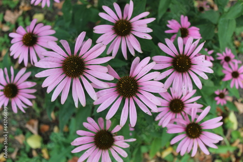Echinacea purpurea