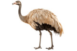 Potrait of a ostrich isolated on transparent background, Generative AI