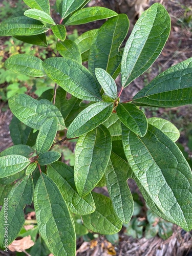 sassafras plant