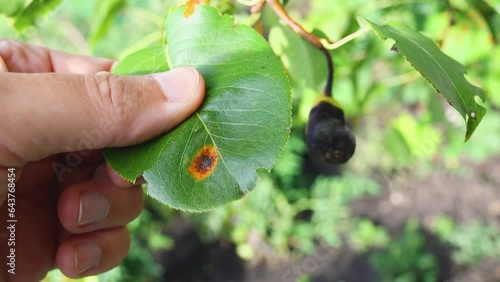 A person examines diseased pear leaves and fruits caused by the fungus Gymnosporangium sabinae or pear rust