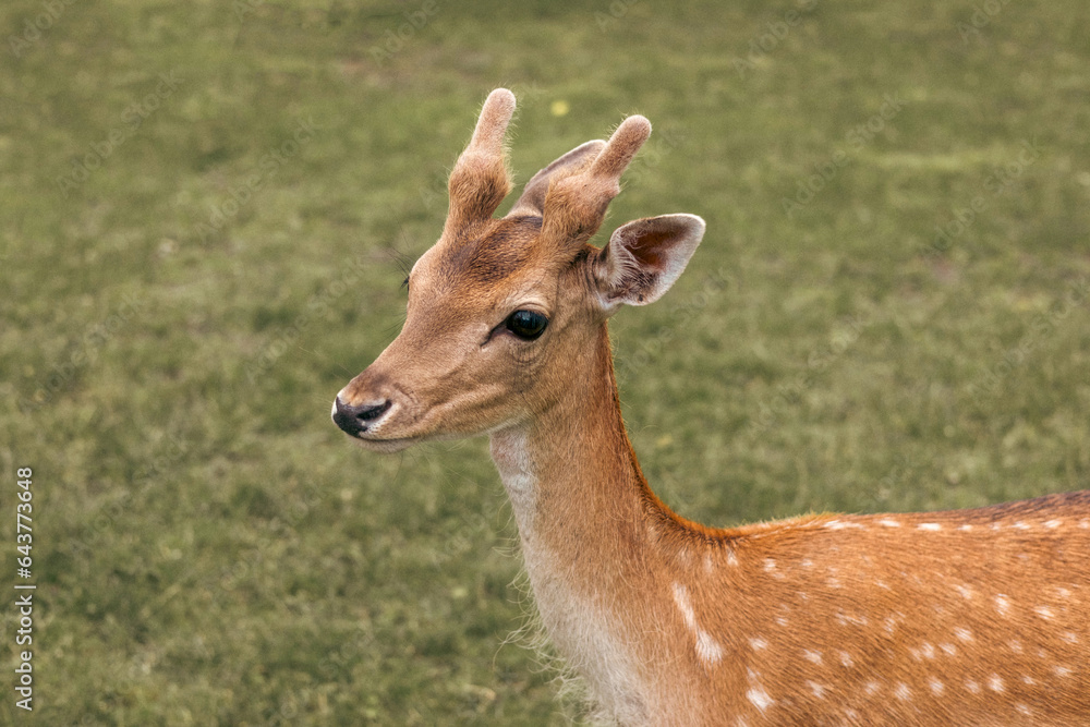 Head close-up of a fallow deer against green background