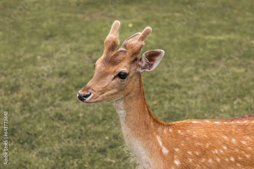 Head close-up of a fallow deer against green background