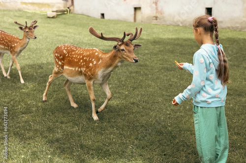 Child feeding wild deer at outdoor safari park. Little girl watching reindeer on a farm. Kid and pet animal. Family summer trip to zoological garden. photo