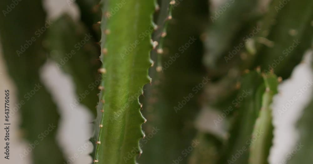 cactus as indoor decoration closeup cactus as indoor decoration closeup