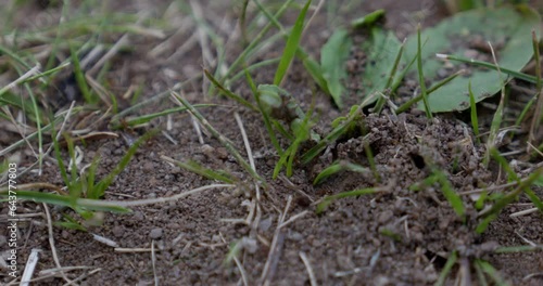 Wallpaper Mural Ants Torontodigital.ca
