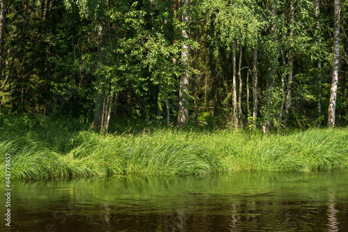 natural landscape  grassy wooded shore of the forest river  view from the water on a sunny day