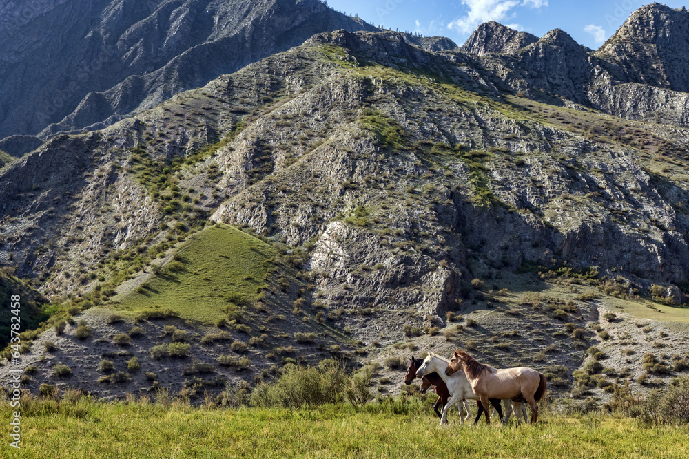 group of horses graze near high mountin