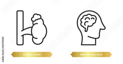 two editable outline icons from medical concept. thin line icons such as adrenal gland, brain in bald male head vector.
