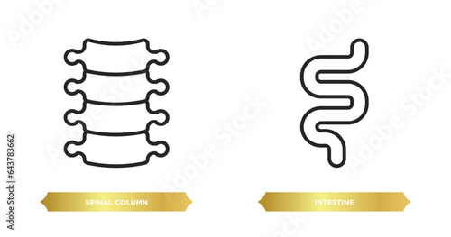 two editable outline icons from medical concept. thin line icons such as spinal column, intestine vector.