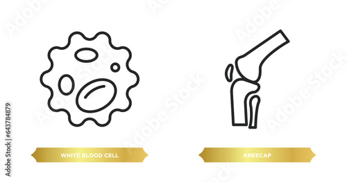 two editable outline icons from human body parts concept. thin line icons such as white blood cell, kneecap vector.