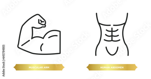 two editable outline icons from human body parts concept. thin line icons such as muscular arm, human abdomen vector.