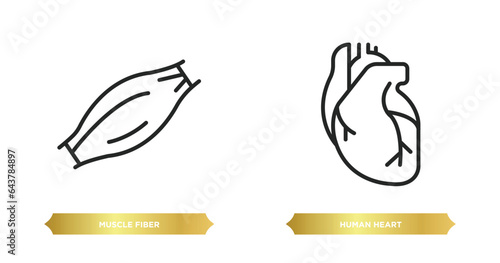 two editable outline icons from human body parts concept. thin line icons such as muscle fiber, human heart vector.