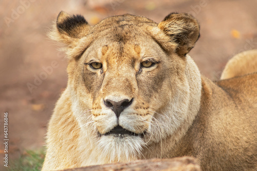 A female lion staring.