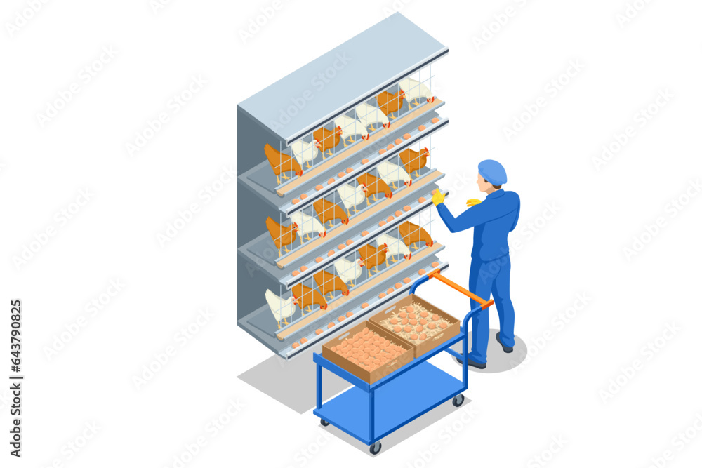 Isometric Indoors Chicken Farm, Chicken Feeding. Chicken Hens Eggs in Farm. Poultry Farm Web Banner Isometric Indoors Chicken Farm, Chicken Feeding. Chicken Hens Eggs in Farm. Poultry Farm Web Banner