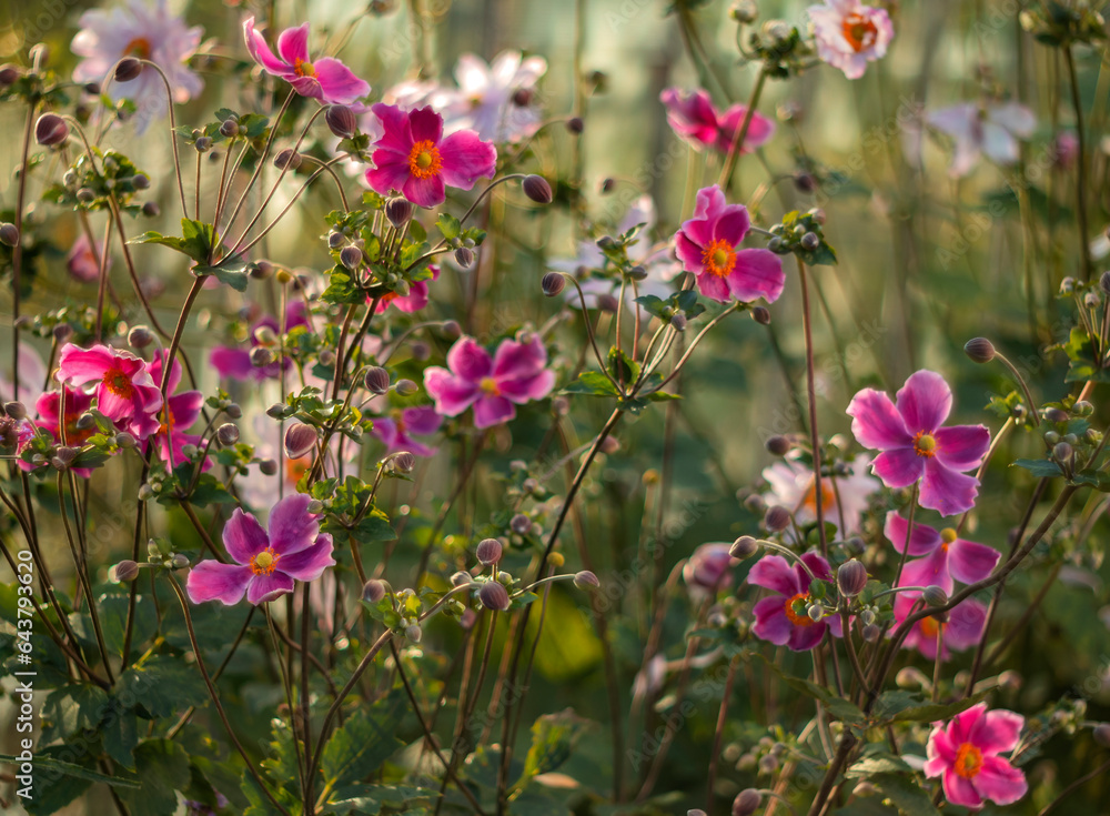 Fototapeta premium Różowe kwiaty Zawilców japońskich