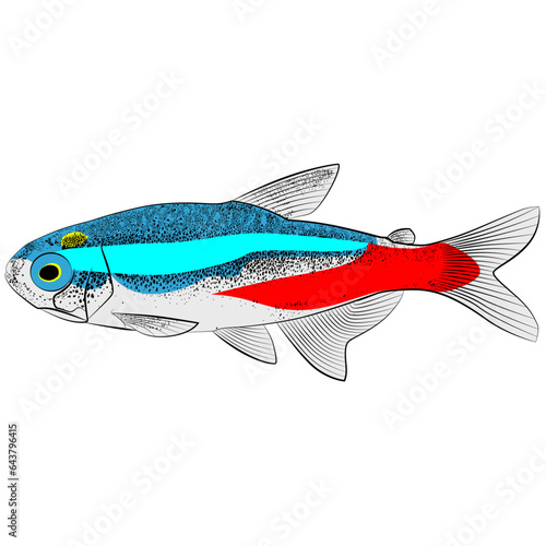 Neon tetra, Paracheirodon innesi aquarium tropical freshwater fish. characin family freshwater fish graphic illustrations aquarium fish