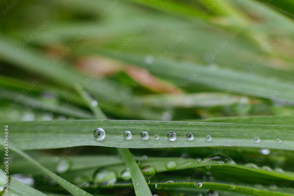 Obraz premium Morning Elegance: Close-Up of Dewy Grass Blades with Glistening Dewdrops
