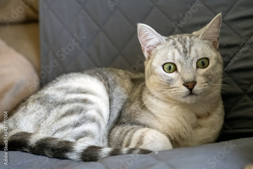 Obraz na płótnie Egyptian Mau kitten with white fur is comfortably resting on the home furnature