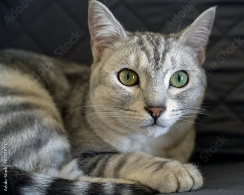 Fotografie Medium zoom of Egyptian Mau kitten with white fur is comfortably resting on the