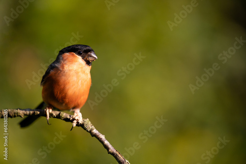 Adult male Eurasian Bullfinch (Pyrrhula pyrrhula) at golden hour, in beautiful soft sunlight, perched on a branch with a natural green foliage background - Yorkshire, UK in September