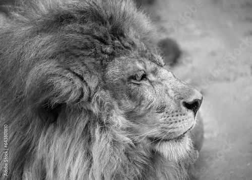 Close up of a male lion. 