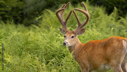 Wallpaper Mural Wildlife Wonderland: Stunning White-Tailed Deer with Velvet Antlers, the Ultimate Trophy Male Buck.  Wildlife Photography.  Torontodigital.ca