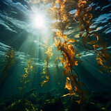Underwater scene looking up to the surface with kelp. Sun shining through the water.
