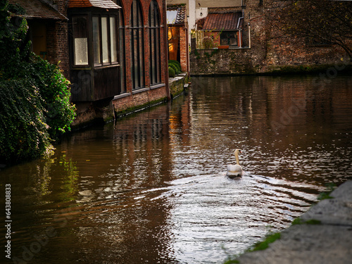 Swan swimming in medieval canals, Bruges, Belgium