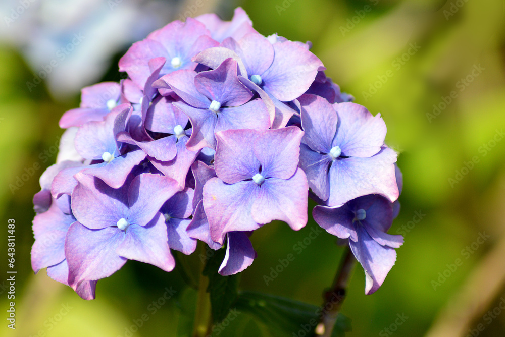Hortensia (Hydrangea macrophylla) in full bloom Hortensia (Hydrangea macrophylla) in full bloom