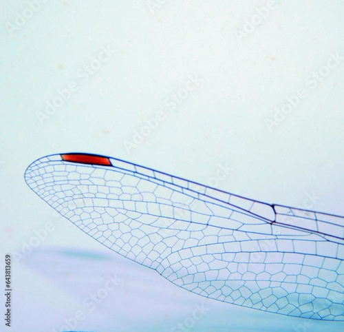 the wing of a dragonfly