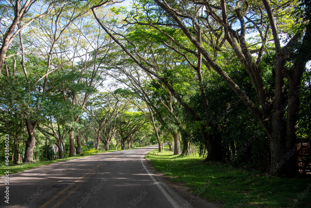 two-way road with tree tunnel in tropical Colombian climate two-way road with tree tunnel in tropical Colombian climate