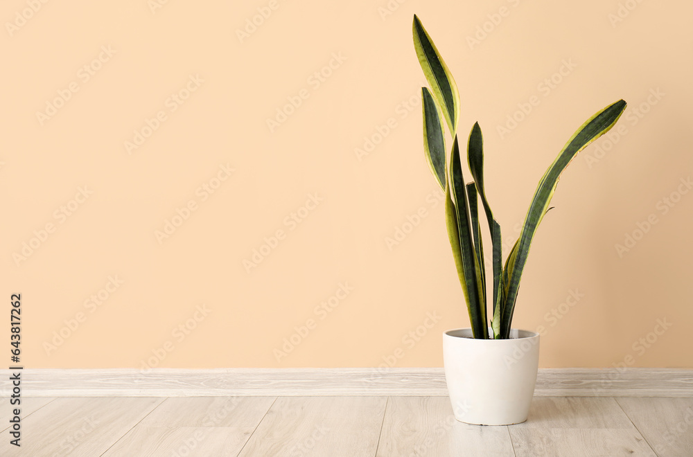 Snake plant near beige wall in room Snake plant near beige wall in room