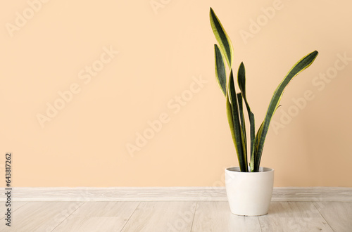 Snake plant near beige wall in room