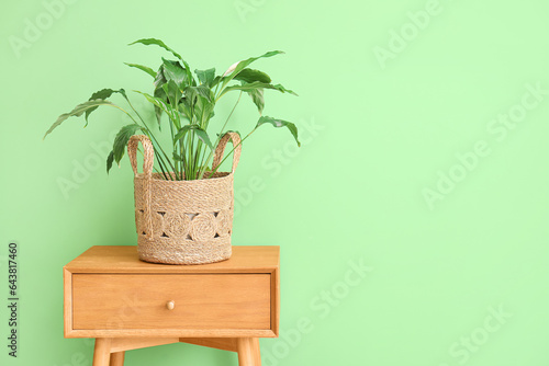 Green houseplant in a woven...