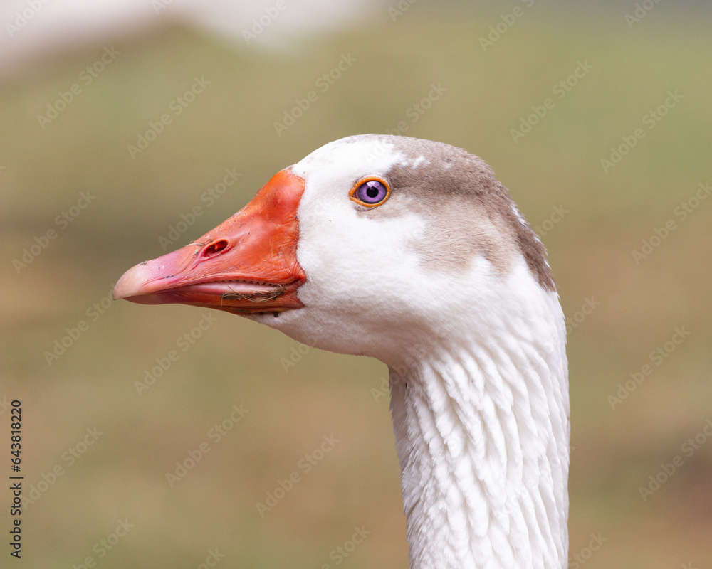 Goose looking around in Horto State Park, São Paulo, Brazil. Goose looking around in Horto State Park, São Paulo, Brazil.