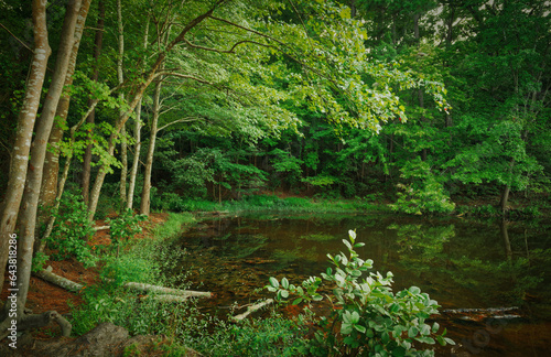 A shallow green cove in the forest at lake Wheeler in North Carolina