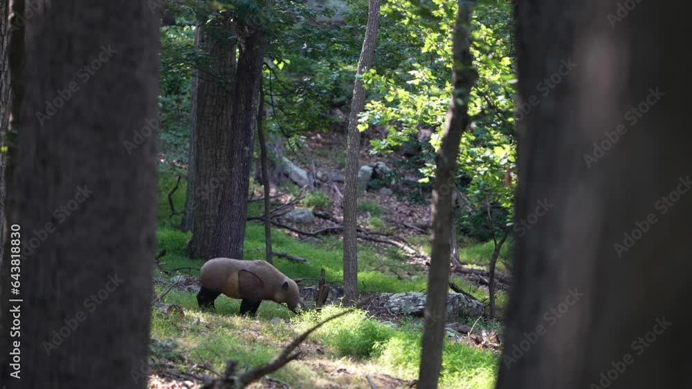 A 3D woodland boar decoy target set up in a forest for bowhunter practice and competition. A 3D woodland boar decoy target set up in a forest for bowhunter practice and competition.