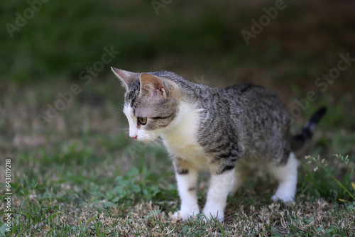 Quadro su tela 3 month old kitten exploring the garden of her home