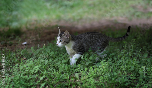 Foto Little cat in the woods in an attentive and hunting attitude