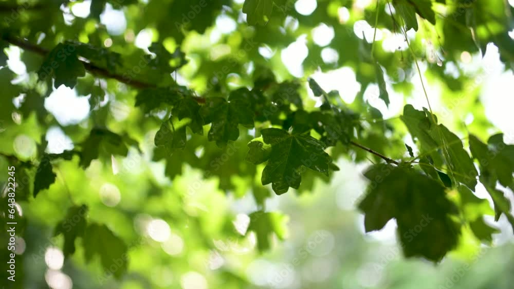 Beautiful green maple leaves on a tree branch on rainy sunny summer day. Beauty in nature. Beautiful green maple leaves on a tree branch on rainy sunny summer day. Beauty in nature.