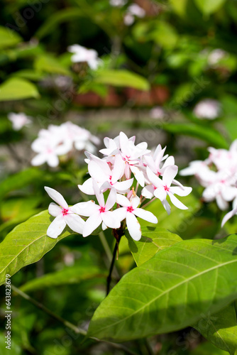 Kopsia fruticosa pink flower in the garden photo